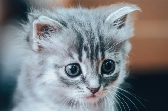 Mann soll Babykatze mit Cannabis gequaelt haben.png